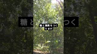 植物の呼吸と光合成を1分で解説 #中学理科 #高校受験 #入試対策