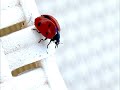 Marienkäfer flieg!
