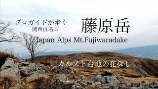 関西百名山『藤原岳』プロガイドが歩く-カルスト台地の花探し