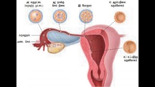 கருவுறுதல் மற்றும் கருபதிதல் (பாடம் 2.4 உயிரி விலங்கியல் 12ம் வகுப்பு)