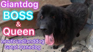 Giantdog BOSS＆Queen 超大型犬 ニューファンドランド グレートデーン お庭ドックラン🐶 newfoundlanddog Great Danedog 渡辺ボス 長毛 短毛