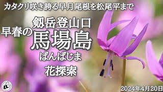 【カタクリ】馬場島　春の花探索と剱岳早月尾根・松尾平まで　富山県上市町　2024年4月20日