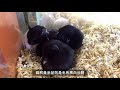 黑熊黃金鼠 u0026貓熊黃金鼠 mesocricetus auratus syrian hamster