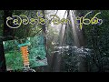 Udawatta Forest Cinematic Video උඩවත්ත වන අරණ #Kandy #Srilanka #Udawatt #Nature