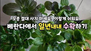 씨앗파종부터 수확까지, 베란다 텃밭에서 신선한 무공해 야채를 일년내내 수확해요. 씨앗 한봉으로 몇년을 사용할수있어요. 봄맞이 기분전환도 되고,  소소한 즐거움을 느껴봅니다.