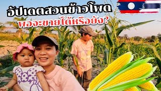 ครอบครัวไทย/ลาว ออกเลาะทุ่งนายามเเลงอัพเดตสวนข้าวโพด พอจะได้ขายหรือยัง? #สาวลาว #vlog