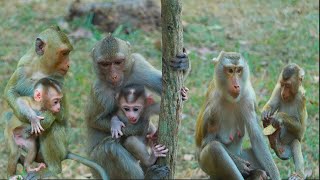 Good news ! baby LiLy can climb the tree but cann't down till Rainbow up to hug come back