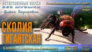 Шершень? Гости на балконе.