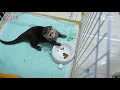 【衝撃】水の飲み方が可愛い赤ちゃんカワウソだったビンゴが・・・現在と過去を比較してみた！ past and present otter bingo drinking water