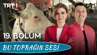 Bu Toprağın Sesi 19. Bölüm - Modern Süt Sığırcılığı Nasıl Yapılır?