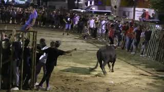 ENCIERRO NOCTURNE MANADE L'AMISTA AU CHAMP DE FOIRE DE BEAUCAIRE SIX TAUREAUX EN PISTE LE 24 JUILLET