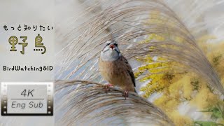 【Birding Vlog/Bird Identification】Emberiza/Bunting 4 species(English/Japanese Subtitle)