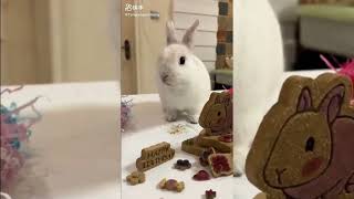 កូនទន្សាយតូចស្អាតៗ#rabbit