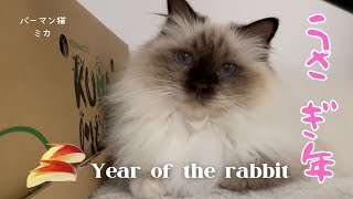 バーマン猫ミカ【うさぎ年】Year of the rabbit（バーマン猫）Birman/Cat