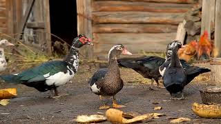 Comment débuter l'élevage de canards ?