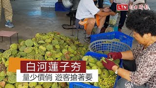 白河蓮子進入產期 量少價俏