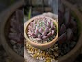 朝のご挨拶【vol252】 magicpowder 多肉植物 エケベリア succulent succulents 植物のある暮らし flowers 2月