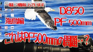 Nikon D850+PF500mm 解像感は・・？海鳥編