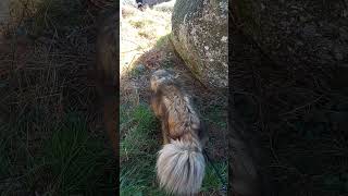 Estrela Mountain Dog Hiking in North Portugal!