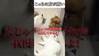 犬猫のおもしろ動画にツッコミどころ満載なアフレコしてみた＃136【喧嘩】【ハプニング映像】#shorts　#アフレコ #面白動画