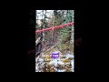 real big foot throws tree goes viral viral viralvideo tiktok bigfoot scary news giant shorts