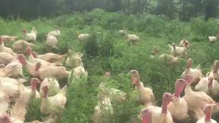 Highlands Family Farm Pastured Turkeys