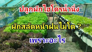 ผักสลัดหน้าฝนไม่โต Hydroponics / #บ้านสวนกิตติธรา