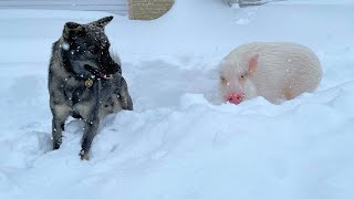 犬は寒さに強い‥それじゃブタは？