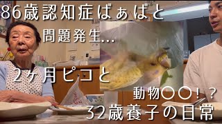 【仲間割れ⁉︎】86歳認知症ばぁばとピコと32歳養子(孫)のタワマン暮らし【羽衣セキセイインコ】