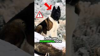 Akita powerful dog.. #dog #doglover #dogs #shorts