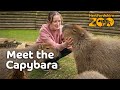 MEET OUR CAPYBARAS! 🎉