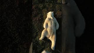Polar bear chillin in the grass #polarbear #summer #shorts