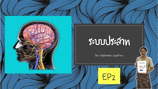 ระบบประสาท Ep2 ระบบร่างกายมนุษย์ #วิทยาศาสตร์ ม.2