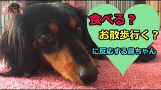 【アラサー鼻ちゃん】「食べる？」「お散歩行く？」に反応する鼻ちゃん♡【鼻ちゃん日記】#537