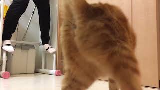 猫と一緒に月間チャレンジ【123日目】バーピー\u0026ぶら下がり