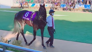 パドック動画　第38回　ホープフルステークス　中山競馬場　2021/12/28