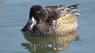 30秒の心象風景6169・幅広の嘴～ハシビロガモ～