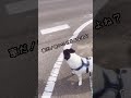 【犬 吠える】お散歩いろいろなものに吠えなくするきっかけ作り ドッグトレーナー ドッグトレーニング 犬のトレーニング dogtraining お散歩トレーニング