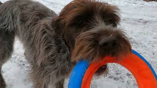 Esker the WPG and his ChuckIt ring