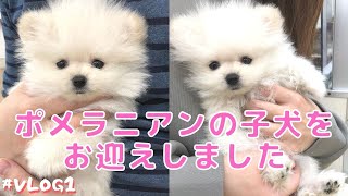 極小ポメラニアンの子犬をおむかえしました！お迎え当日〜おうちに慣れるまで【Vlog#1】