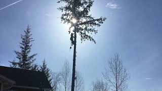 Removing a Danger Tree in Anglemont by TVO Contracting