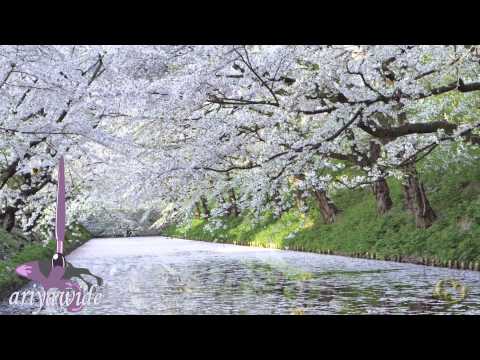Ханами праздник цветения сакуры