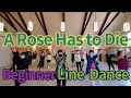A Rose Has to Die Beginner  Line Dance 인생도 그렇게 떠나가겠지요