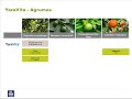 programme de fertilisation des agrumes no3 focus yara