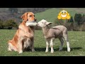 Funniest Animal Videos 2024 🤣 - Funny Cats And Dogs Videos 😇🥰