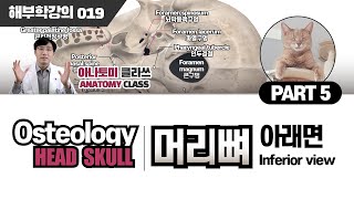 [해부학] Inferior view of Skull(머리뼈 아래면) 골학 머리뼈(SKULL) PART 5 아나토미 클라쓰 019