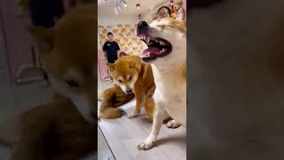 くしゃみ止まらない柴犬😂😂 #おもしろ動画 #いぬ #柴犬