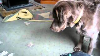 long haired weimaraner and tissue