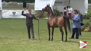 3rd - N.44 AMIRA BINT AMIR IBN AL AMRYA - Chantilly 2016 ABCE - Mares 4-6 years old (Class 4)