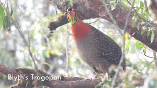 The rare Blyth's Tragopan from Bhutan